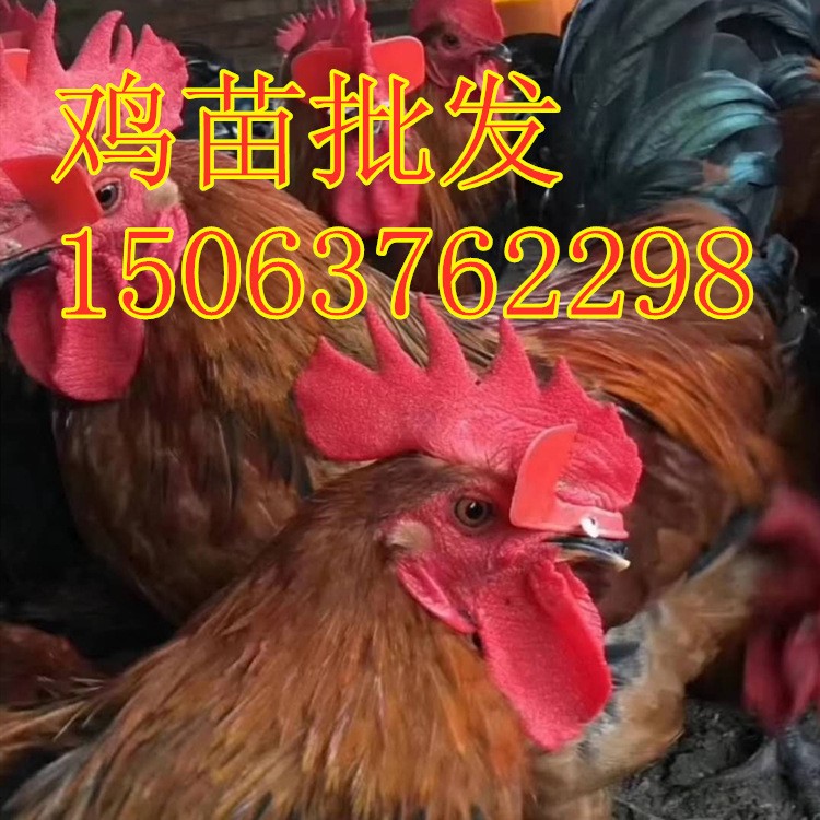 遼寧紅玉雞苗近期價(jià)格 九斤紅公雞苗  羅斯380 的養(yǎng)殖技術(shù)