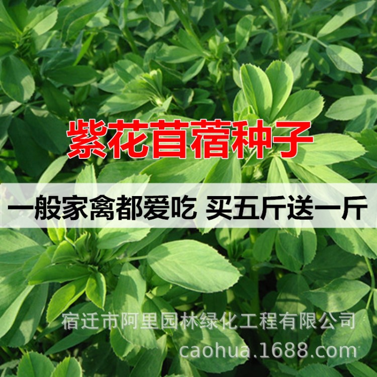 秋冬牧草紫花苜蓿種子南北方多年生四季易播耐寒牛羊兔豬草籽