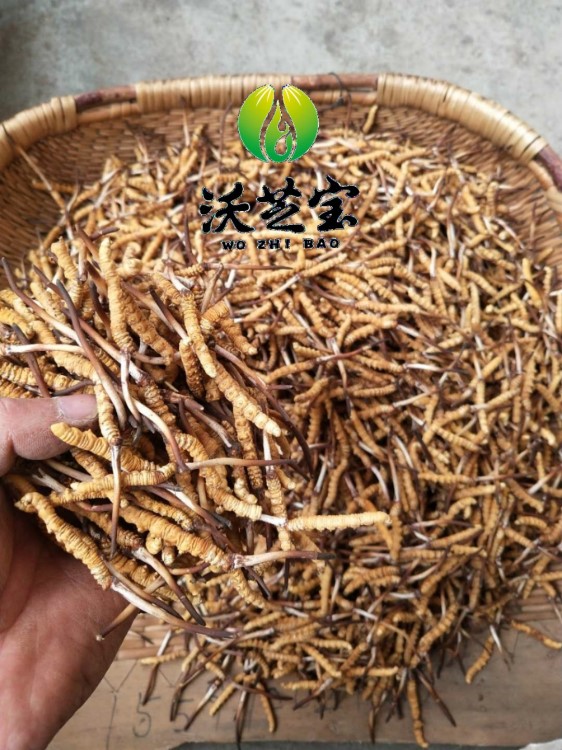 新鮮冬蟲夏草 青海玉樹果洛高海拔  野生 冬蟲夏草 產(chǎn)地直供發(fā)貨