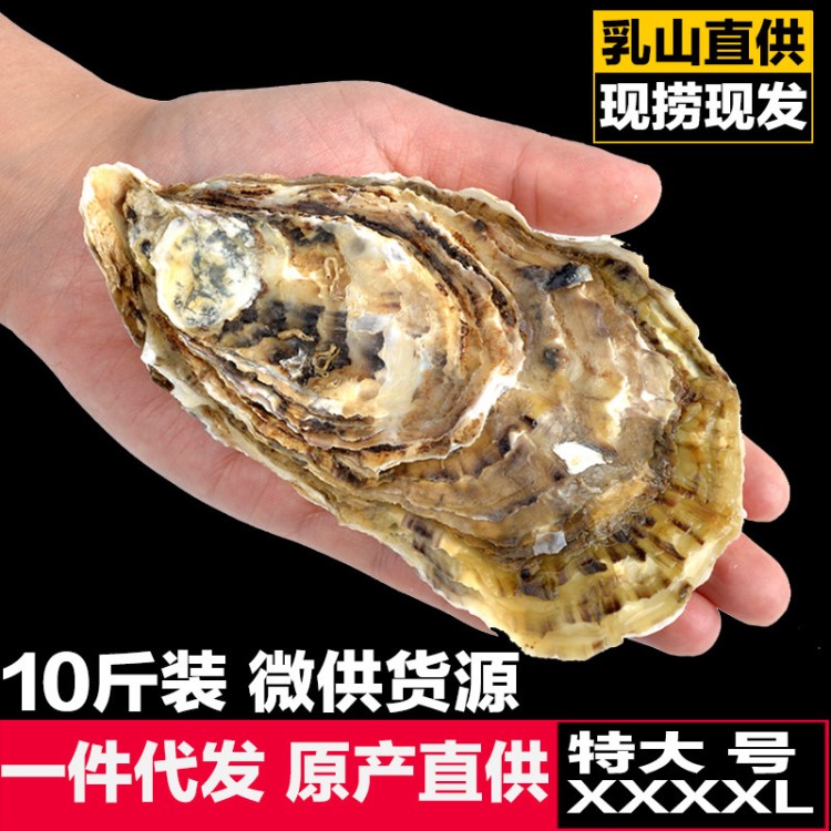 乳山大生蠔鮮活大牡蠣海蠣子海鮮貝類4XL號(hào)10斤裝批發(fā)一件代發(fā)