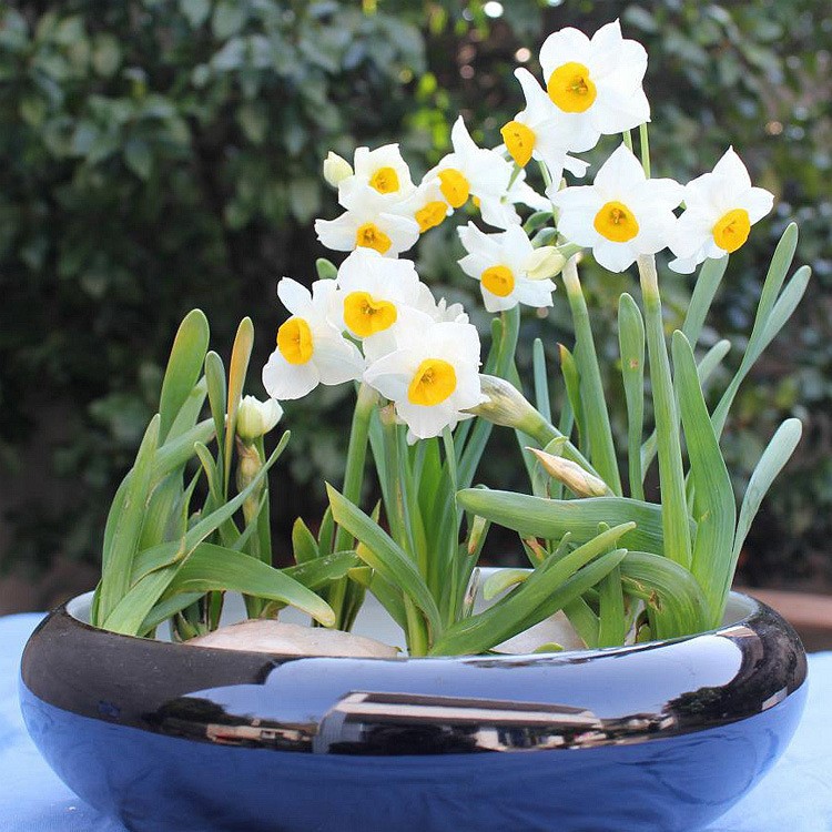 水仙花種球 盆栽球根花卉水培植物 福建漳州重瓣西洋水仙種球大球