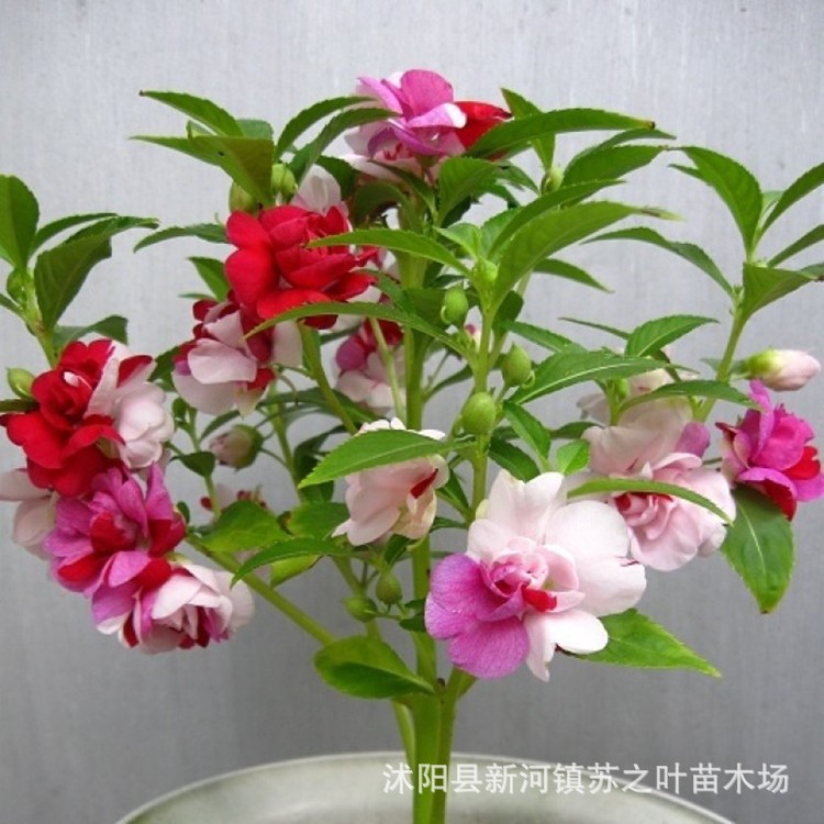 廠家供應(yīng)鳳仙花種子 茶花鳳仙 草本觀花藥材 非洲鳳仙花種子