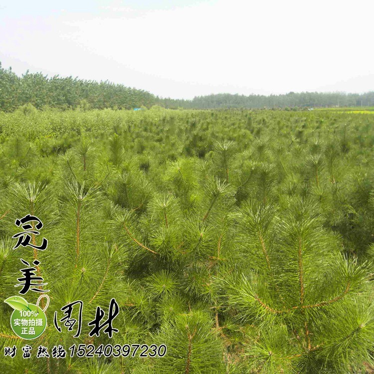 直銷園林綠化黑松