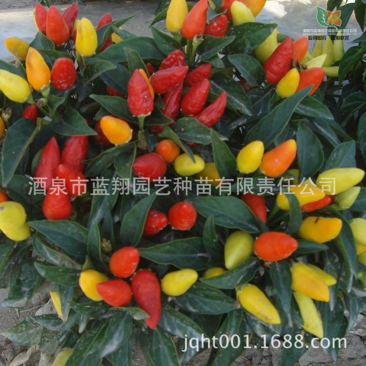 廠家直銷觀賞辣椒五彩椒珍珠椒朝天椒種子觀賞花種子批發