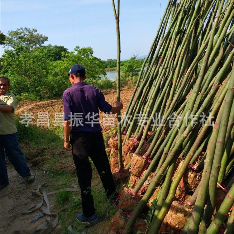 大量供应湖北香樟树 移栽香樟 香樟小苗 绿化苗木 规格