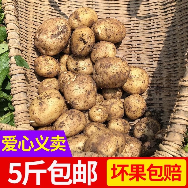 巫溪洋芋迷你黃心小土豆馬鈴薯5斤2019新鮮蔬菜批發(fā)非轉(zhuǎn)基因