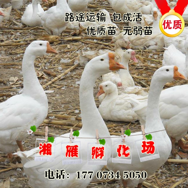 供應(yīng)四季鵝苗灰鵝白鵝雜交鵝獅頭鵝白沙鵝馬崗鵝朗德鵝包運送