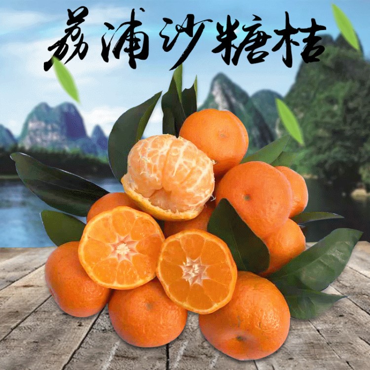 荔浦特產(chǎn)砂糖橘蜜桔批發(fā) 新鮮現(xiàn)摘廣西荔浦沙糖桔橘子