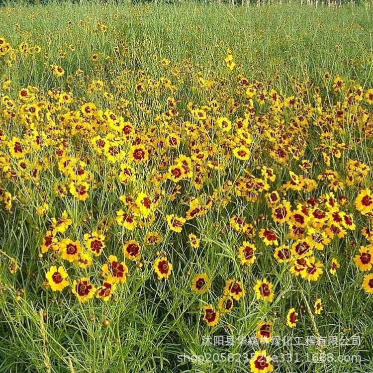 直銷(xiāo)蛇目菊花種 婚紗攝影花海組合景觀花卉 量大優(yōu)惠蛇目菊種子