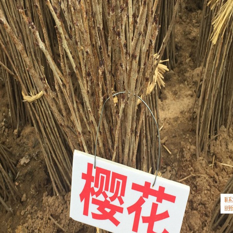 【葉城苗木】直銷(xiāo)櫻花苗 北美海棠苗 紅綠梅花苗各種綠化小苗