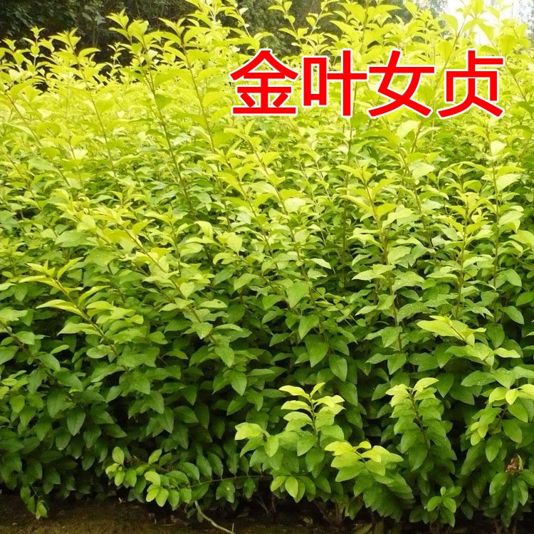 彩色綠化苗金葉女貞苗 庭院綠化園林綠化樹苗 四季常青庭院植物