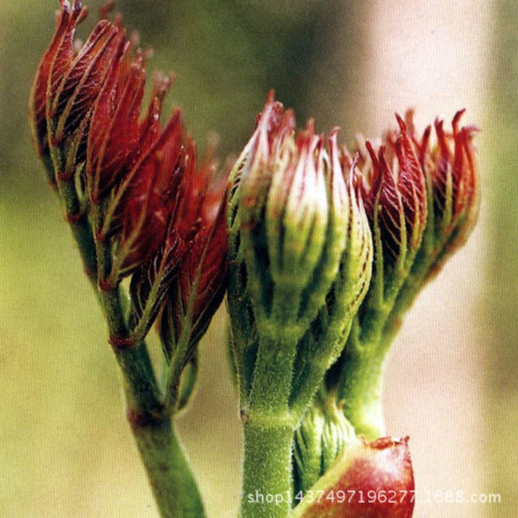 烏龍頭種子蔬菜種子 野生刺老芽 耐寒四季種植有機蔬菜種子