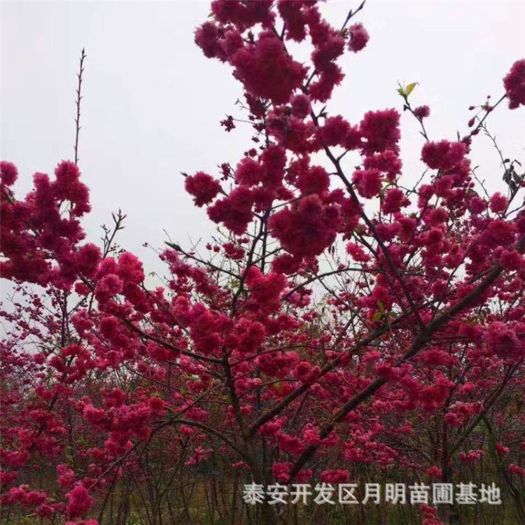 当年开花湖南南宁樱花树 河北高杆樱花树型优美 湖北大红花樱花树