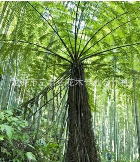 精品展示桫椤树苗 盆栽树蕨笔筒树蕨类植物 恐龙时代活化石