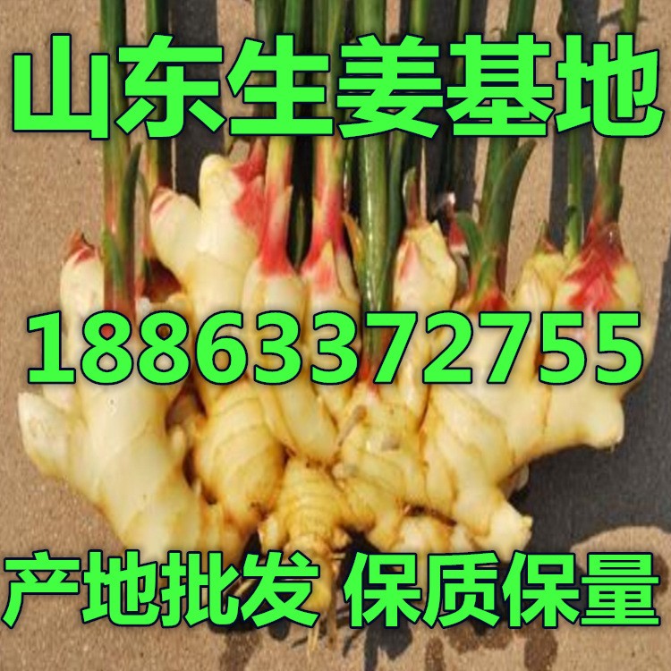 山東老姜鮮姜批發(fā)產(chǎn)地 青州生姜價(jià)格 濰坊大姜行情 菏澤生姜價(jià)格