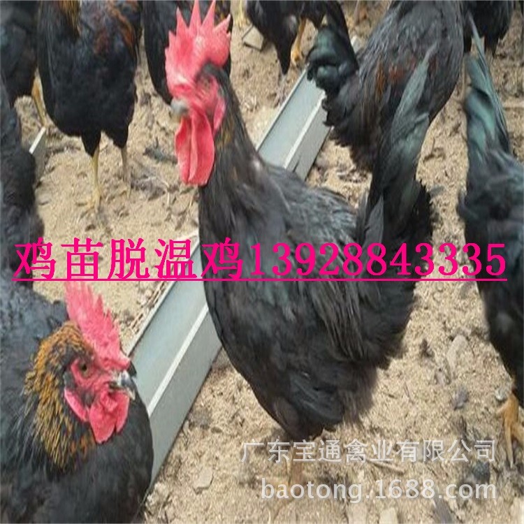 黑鳳雞苗供應(yīng) 黑鳳雞苗批發(fā) 四川雞苗 甘肅肉雞苗，貴州雞苗價格