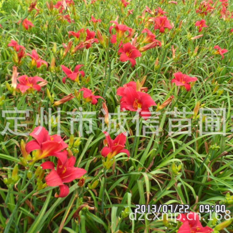 出售紅運萱草金娃娃萱草大花萱草河北誠信苗圃報價