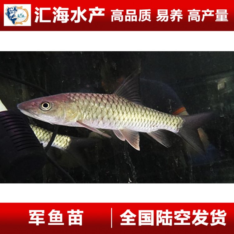 【漁場直銷】軍魚苗 種江河光倒刺鲃  青竹鯇 坑娟魚 活體批發(fā)