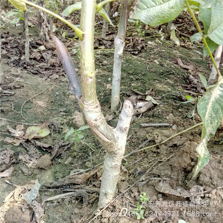 朔州早實矮化核桃苗 香伶核桃苗 早熟薄殼核桃苗生產(chǎn)廠家及公司