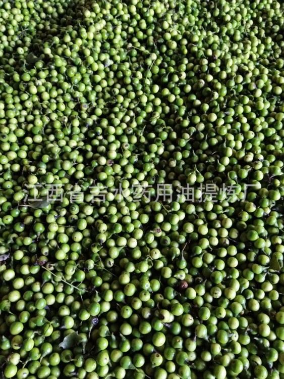 廠家直供樟樹籽油 香樟樹籽油 天然植物油
