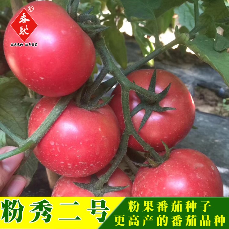 威爾種子批發(fā)【粉秀二號(hào)】西紅柿種子大粉果番茄種籽蔬菜種子