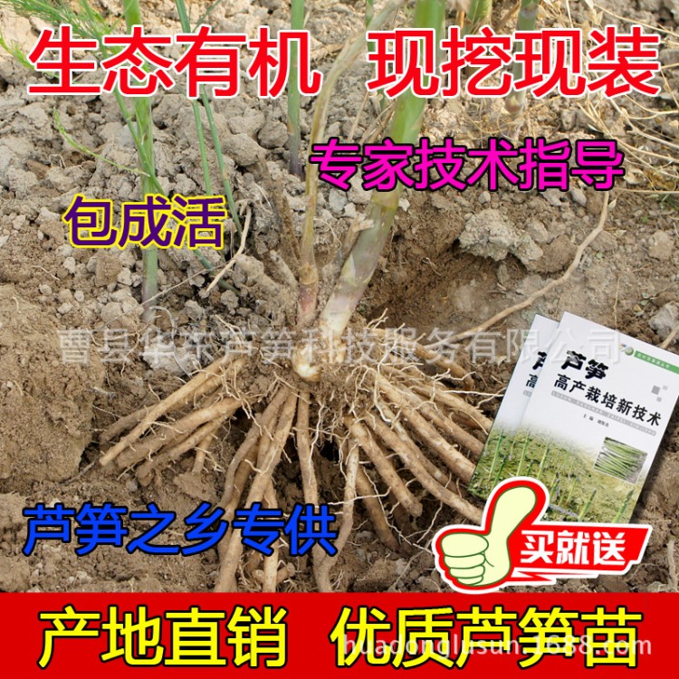 芦笋苗农科院种子蔬菜盆栽绿植阳台种菜2000-3F1幼苗子批发