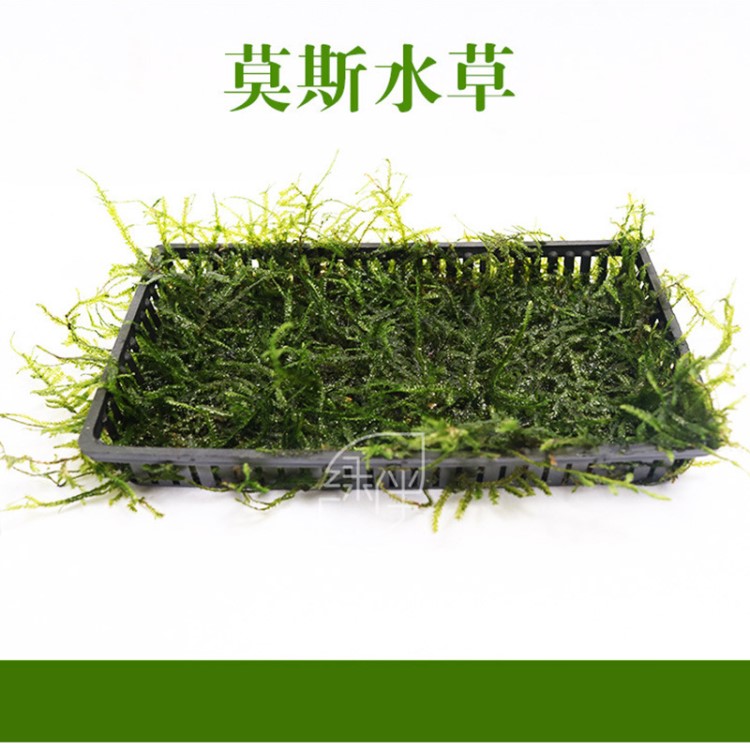大三角莫絲莫斯散裝真水草批發(fā)活體魚(yú)缸造景水族箱裝飾