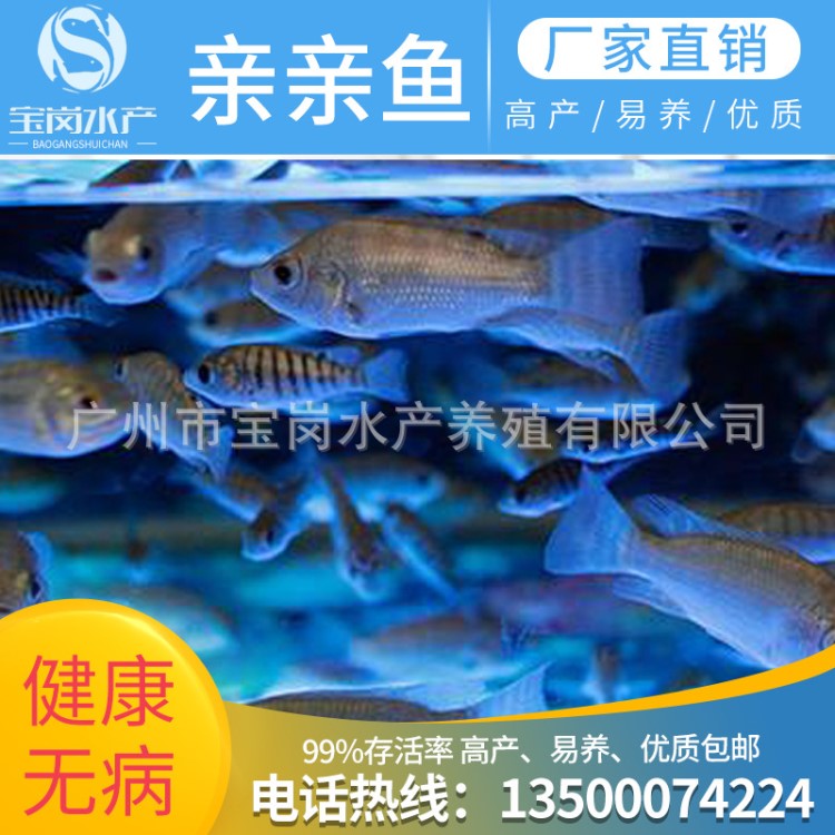 親親魚溫泉魚、洗腳魚、溫泉按摩魚療、足療親親魚、土耳其親親魚