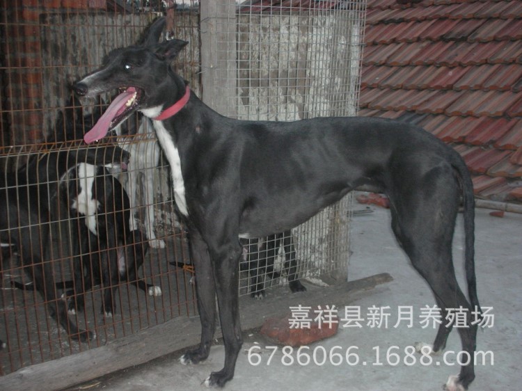 猎犬养殖基地  出售猎犬品种-抓兔格力犬细犬，杜高犬，卡斯罗犬