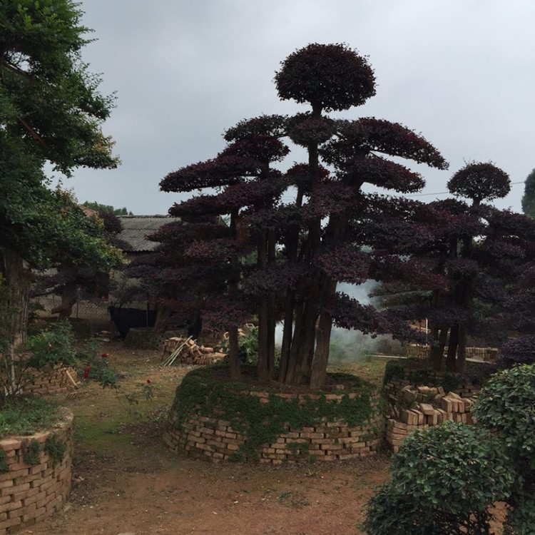 湖南農(nóng)益苗圃直銷紅繼木樁 工程園林造型紅繼木樹(shù)樁 批發(fā)