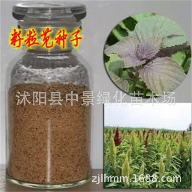 出售美国籽粒苋批发 牧草种子 畜牧业良品 饲养家禽专用牧草籽