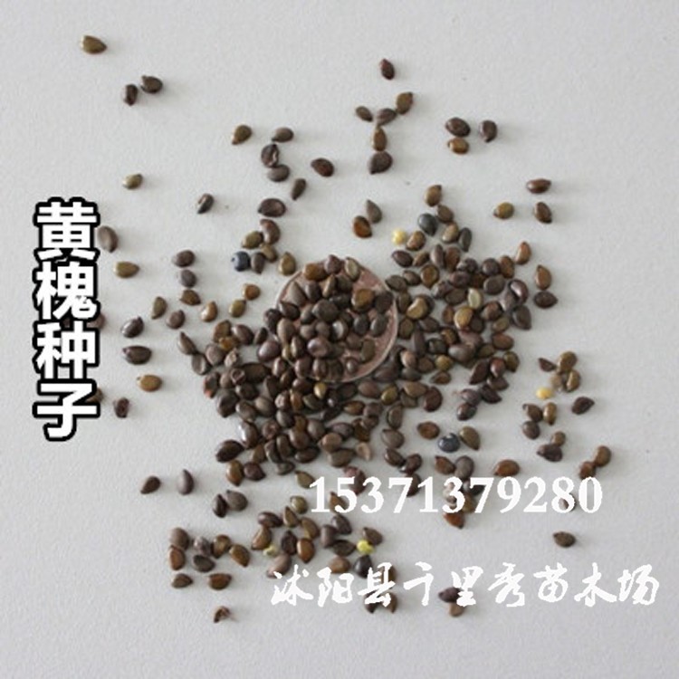 批發(fā)黃槐種子 金鳳樹(shù)種子 豆槐種子 金藥樹(shù)種子 黃花槐直銷(xiāo)