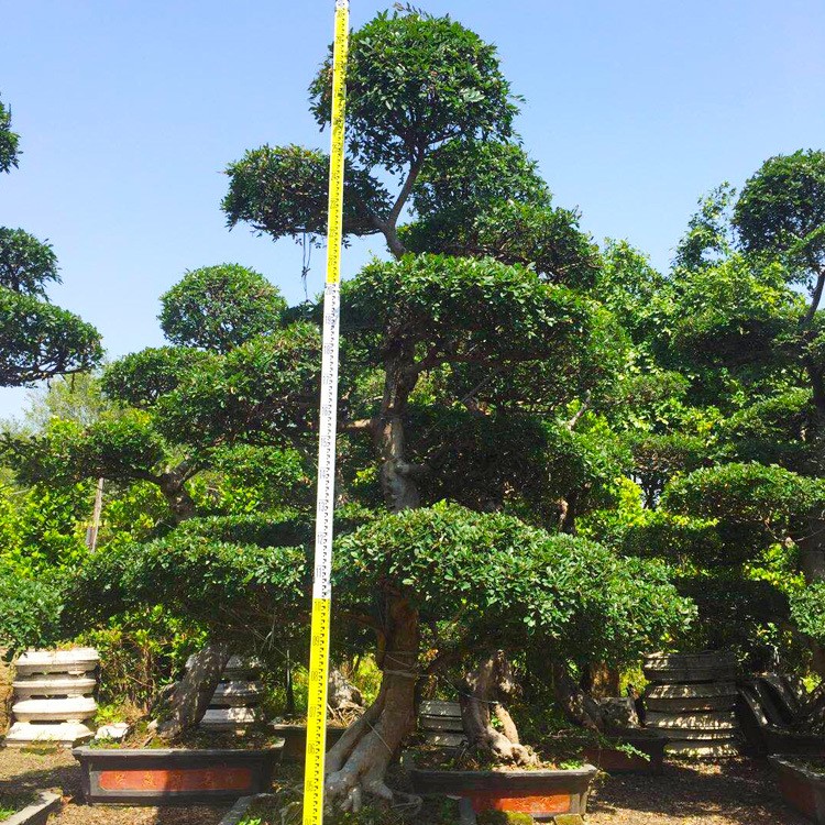 福建造型榆树桩 榆树桩景 榆树古桩 榆树盆景 榆树老桩 榆树桩头