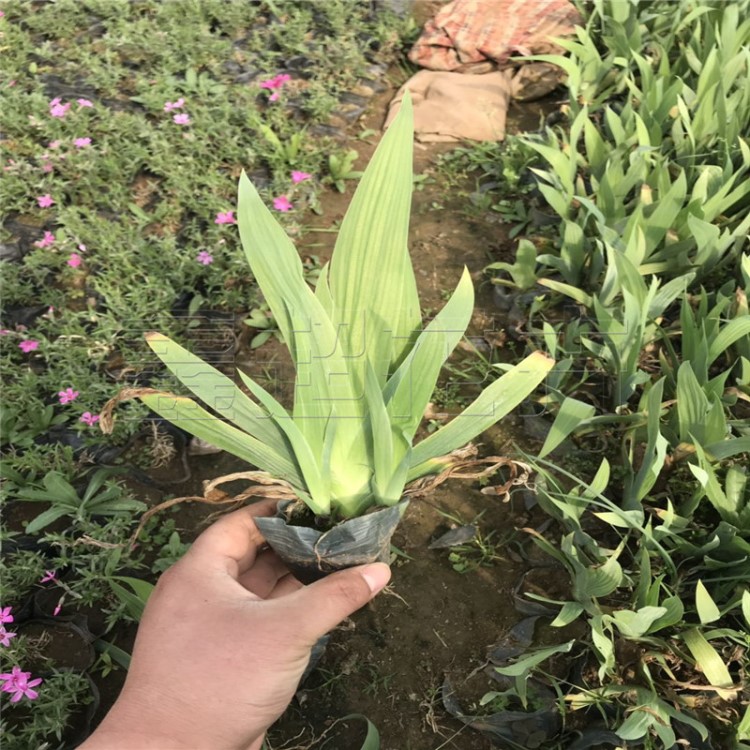 黃花德國鳶尾 常綠水生藍花鳶尾 營養(yǎng)缽鳶尾苗圃直供量大質(zhì)優(yōu)