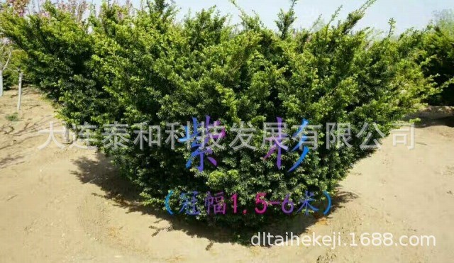 大連北京沈陽(yáng)長(zhǎng)春族海棠 北美海棠 櫻花連翹 白皮松13998450638