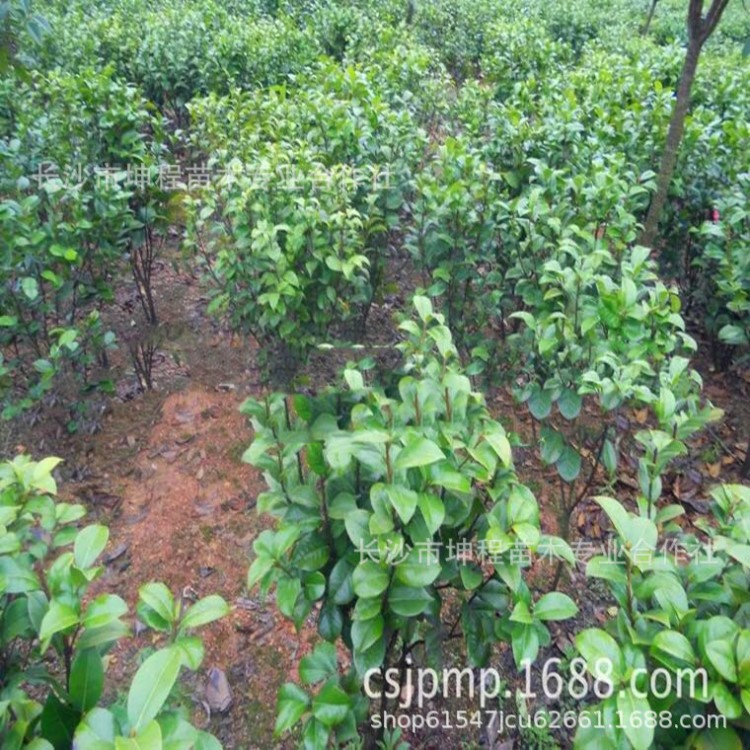 茶花球 小毛球 色塊類 土球好 冠幅好 精品苗 道路 綠化 工程用苗