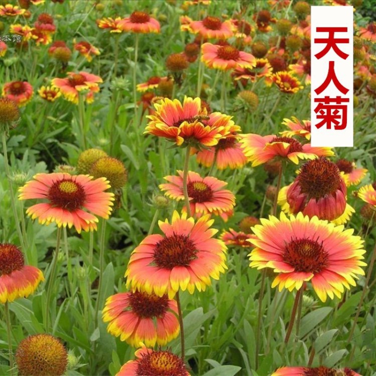 天人菊多年生宿根種子耐寒園林景觀綠化花卉園藝種籽庭院陽臺