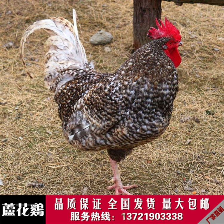 蘆花雞價(jià)格 蘆花雞活體雞苗廠家直銷 農(nóng)家散養(yǎng)活體蘆花雞價(jià)格