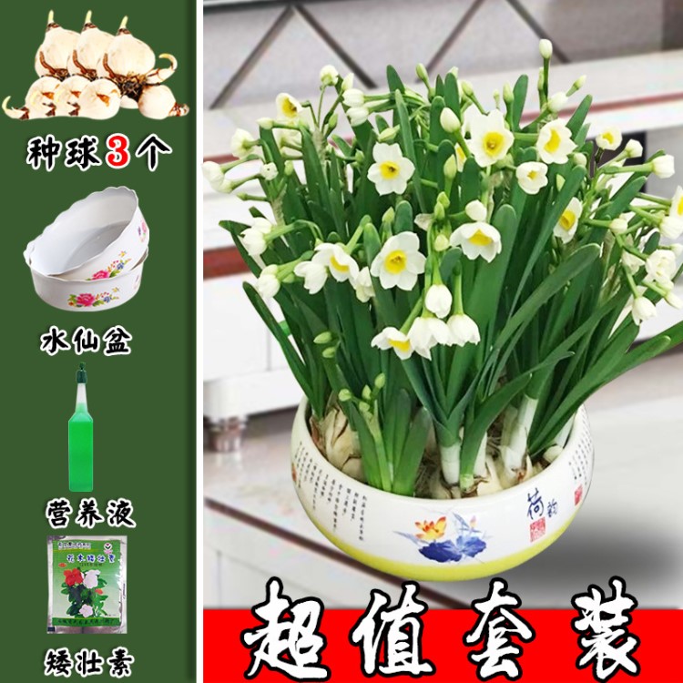 水仙花種球水培室內(nèi)盆栽花易活花種子四季水養(yǎng)植物花卉洋水仙套裝