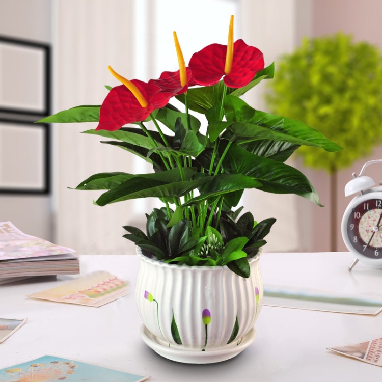 紅掌仿真花盆景套裝仿真綠植盆栽鴻運(yùn)當(dāng)頭花卉家居裝飾品植物擺件