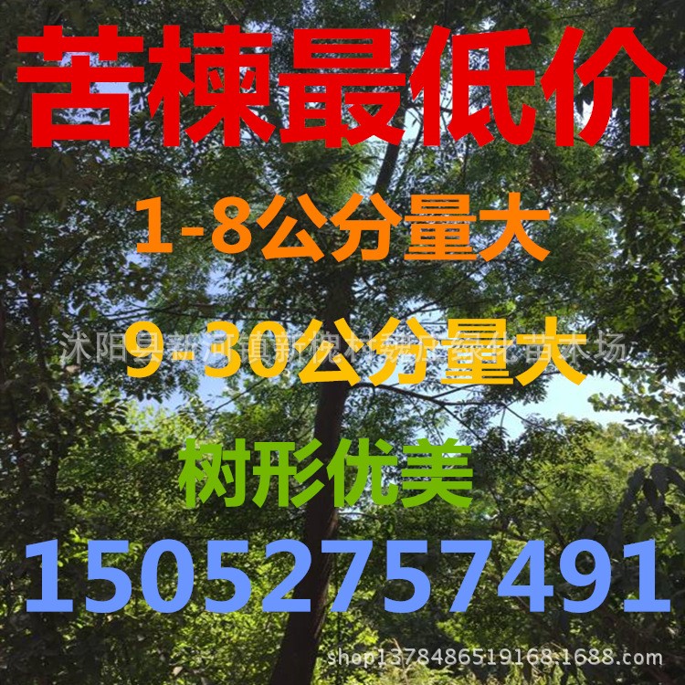 苦楝 苦楝树 苦楝工程绿化树 12-30公分量大  1-12公分量大