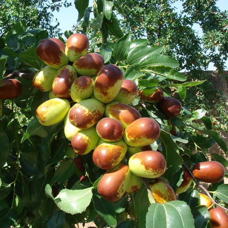 棗樹苗果樹苗青棗冬棗紅棗南方北方種植嫁接棗樹苗當(dāng)年結(jié)果批發(fā)