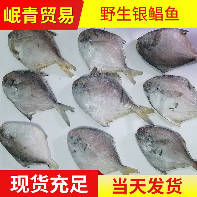 鯧魚 白鯧 新鮮 鮮鯧魚 小鯧魚 冷凍白鯧魚10斤/箱1.2到1.6兩現(xiàn)貨