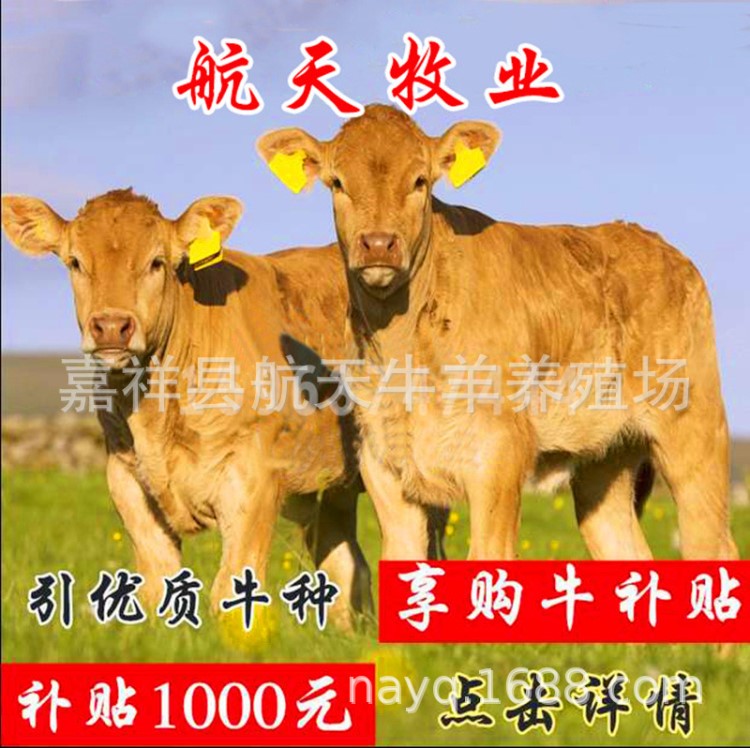 魯西黃牛仔市場價(jià)格 西門塔爾牛肉牛犢養(yǎng)殖場 正規(guī)養(yǎng)牛基地