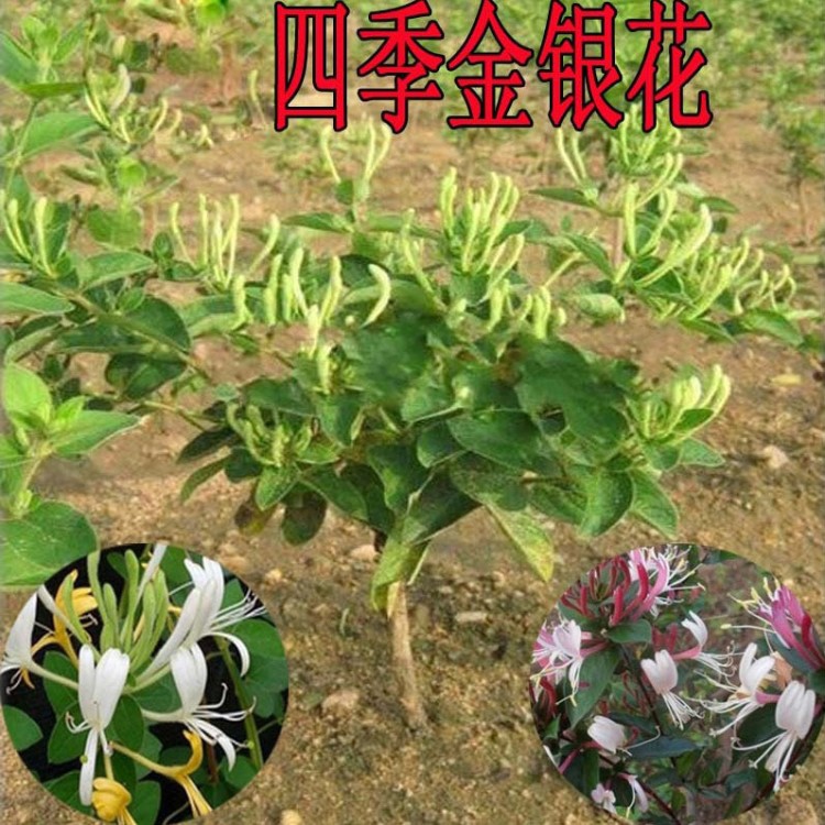 金銀花室內(nèi)陽臺(tái)盆栽金銀花樹攀援藤本花卉庭院種植當(dāng)年開花