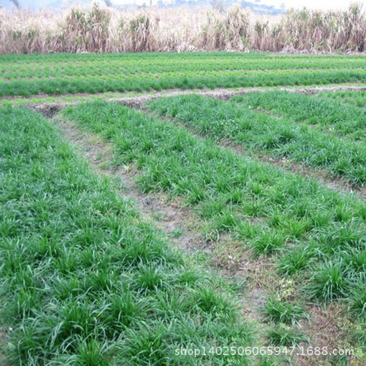 供應(yīng) 黑麥草牧草種子 多年黑麥草草坪種子