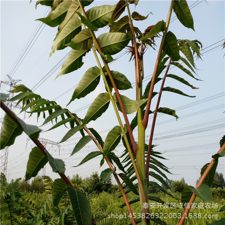 木材/菜用香椿樹苗 日光溫室香椿苗價格 反季節(jié)種植香椿苗無病害