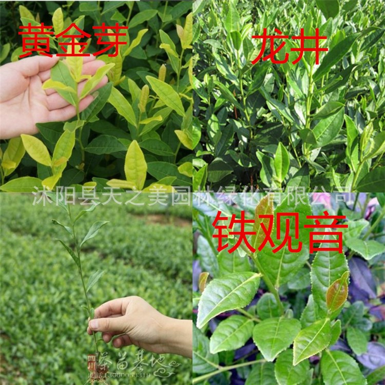 農(nóng)家批發(fā)龍井茶苗 茶葉樹苗 西湖龍井苗 信陽紅茶 綠茶苗