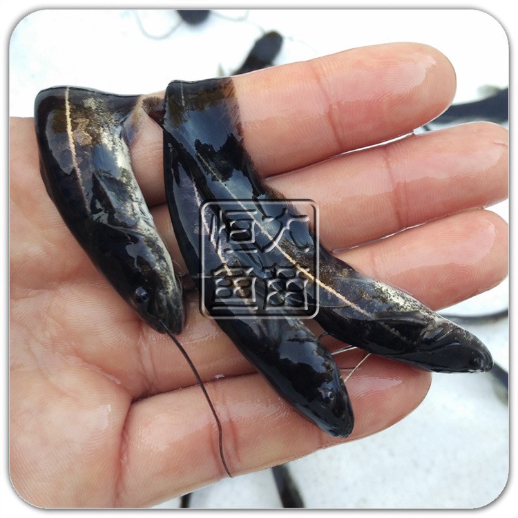 魚苗場(chǎng)直銷零售/批發(fā)大口鯰魚苗土鯰河鯰活體魚苗成活率高