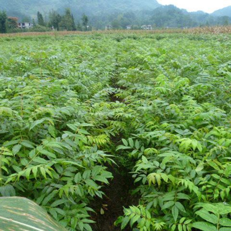 基地直銷 黃柏樹苗 黃菠蘿小苗 黃柏樹批發(fā)